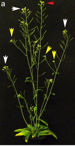 Walker &amp; Bennett Figure 1